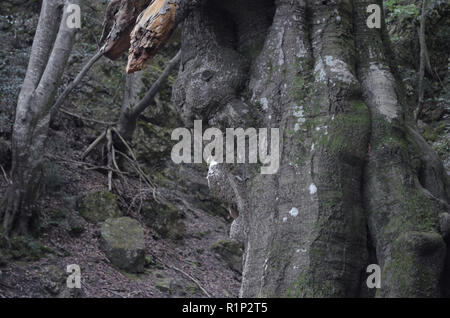 Die "Vater Buche" (Faig Pare), eine 250 Jahre alte Buche in die Fageda del Retaule Nature Reserve, Els Ports massiv (Tarragona, Katalonien) Stockfoto