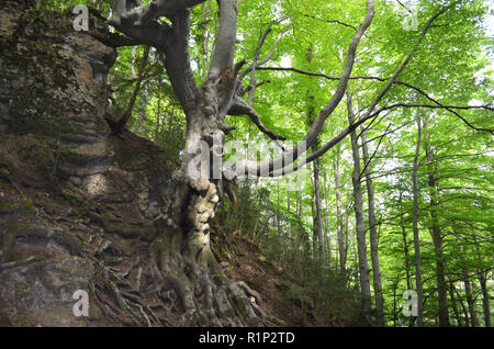 Die "Vater Buche" (Faig Pare), eine 250 Jahre alte Buche in die Fageda del Retaule Nature Reserve, Els Ports massiv (Tarragona, Katalonien) Stockfoto