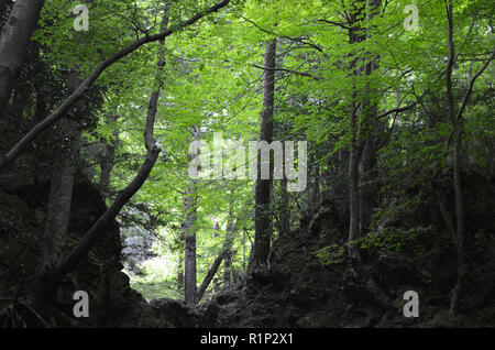 Die "Vater Buche" (Faig Pare), eine 250 Jahre alte Buche in die Fageda del Retaule Nature Reserve, Els Ports massiv (Tarragona, Katalonien) Stockfoto