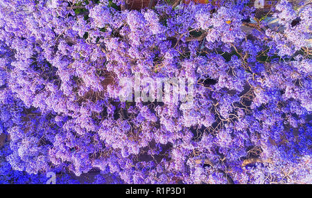 Vordach und Baumkronen von Jaracanda Gasse entlang der lokalen Straße in Kirribilli Vorort von Sydney in Australien während voller Frühling erblühen von Ausschreibung f Stockfoto