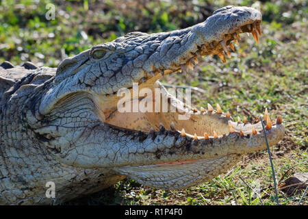 Nilkrokodil (Crocodylus niloticus), klaffenden Mund weit geöffnet für die thermoregulation, auf der Bank, Sonnenuntergang Dam, Krüger Nationalpark, Südafrika, Afrika Stockfoto