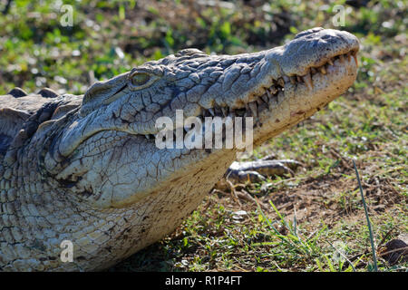 Nilkrokodil (Crocodylus niloticus) Sonnenbaden auf der Bank, Sonnenuntergang Dam, Kruger National Park, Mpumalanga, Südafrika, Afrika Stockfoto