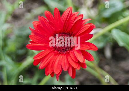 Gerbera, Barberton daisy/Wissenschaftlicher Name Gerbera jamesonii Hybrid Stockfoto