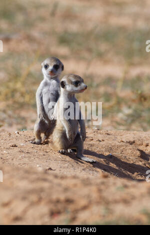 Erdmännchen (Suricata suricatta), zwei junge Männer am Fuchsbau stehend, heraus suchen, Kgalagadi Transfrontier Park, Northern Cape, Südafrika, Afrika Stockfoto