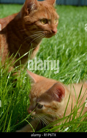 Orange flauschige Kätzchen versteckt im grünen Gras im Sommer. Sieht runde großen Augen nach vorne. Mama Katze wachen Ihr Kätzchen und sorgfältig sieht aroun Stockfoto