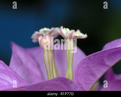 Makrofotografie Bougainvillea Blume isoliert auf Hintergrund, selektiver Fokus Stockfoto