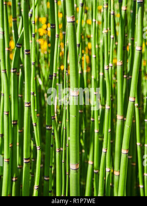 Equisetum Hyemale, auch als grobe Schachtelhalm Hintergrund bekannt. Stockfoto