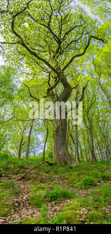 Trauben-eiche (Quercus pontica) Baum im Wald. Panorama von einem Baum in Blätter im Frühjahr kommen. Powys, Wales. Mai. Stockfoto