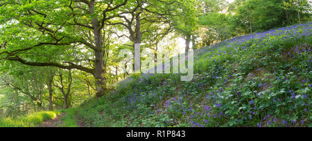 Trauben-eiche (Quercus pontica) woodland Panorama im Frühling mit Glockenblumen (Hyacinthoides non-scripta) Blühende. Powys, Wales. Mai. Stockfoto