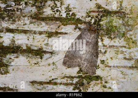 Gemeinsame (Ochropacha duplaris Lutestring) erwachsenen Motten ruht auf die Rinde der Birke. Powys, Wales. Mai. Stockfoto