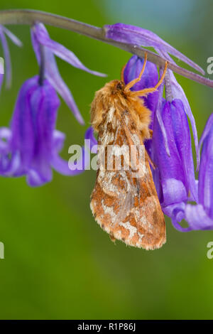 Karte - winged Swift (Korscheltellus fusconebulosa) erwachsenen Motten ruht auf einem Bluebell Blume. Powys, Wales. Juni. Stockfoto