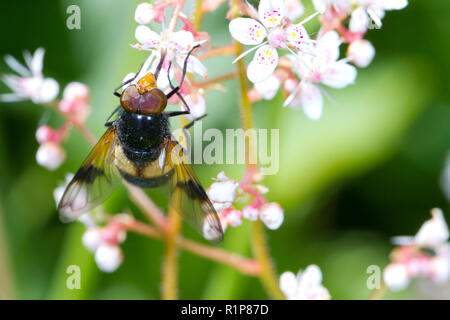 Pied Hoverfly (Volucella pellucens) erwachsenen männlichen Fütterung auf London stolz Blumen in einem Garten. Powys, Wales. Juni. Stockfoto