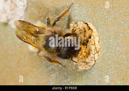 Red Mason Bee (Osmia bicornis) erwachsenen weiblichen Abdichtung ihr Nest mit Schlamm. Powys, Wales. Juni. Stockfoto