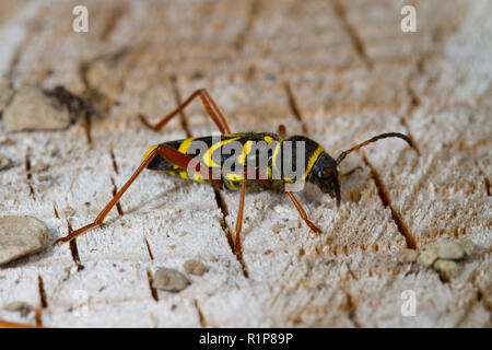 Wasp Käfer (Clytus arietis) Erwachsenen auf einem Baumstumpf. Powys, Wales. Juni. Stockfoto