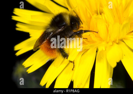 Heidelbeere Hummel (Bombus monticola) erwachsenen Arbeitnehmer Fütterung auf ein Löwenzahn Blume. Powys, Wales. Juni. Stockfoto