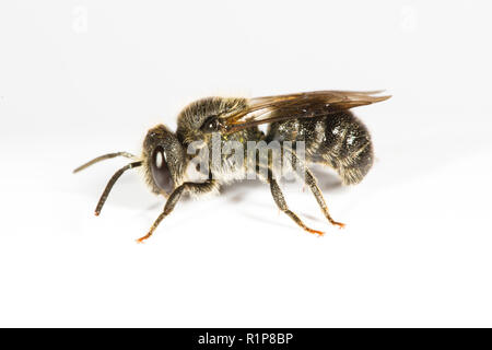 Einfache dunkle Biene (monophyllorchis phaeoptera) erwachsene Frau, Live Insekt fotografiert auf einem weißen Hintergrund. Powys, Wales. Juni. Stockfoto