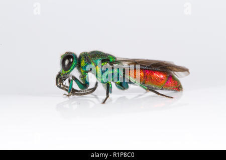 Ruby-tailed Wasp (Chrysis sp.) erwachsene Frau. Live Insekt fotografiert auf einem weißen Hintergrund. Powys, Wales. Juni. Stockfoto