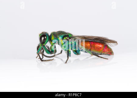 Ruby-tailed Wasp (Chrysis sp.) erwachsene Frau. Live Insekt fotografiert auf einem weißen Hintergrund. Powys, Wales. Juni. Stockfoto