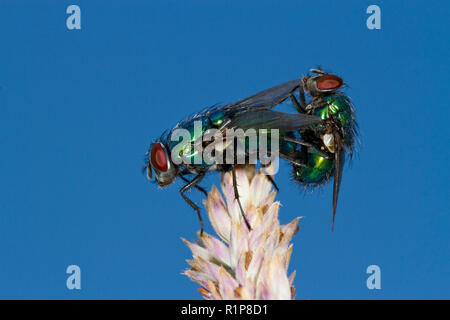 Greenbottles (Lucilia sp.) erwachsenen Fliegen. Powys, Wales. Juni. Stockfoto