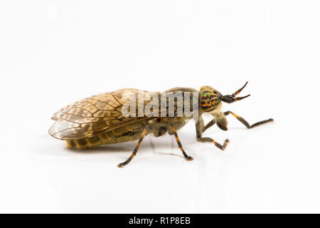 Kerbe - gehörnte Cleg oder pferdebremse (Haematopota pluvialis) erwachsene Frau vor einem weißen Hintergrund fotografiert. Powys, Wales. Juli. Stockfoto