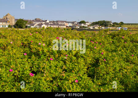 Japanische Rose (Rosa rugosa) Blühende. Invasive gebietsfremde Arten eingebürgert auf dand Dünen. Tywyn Aberffraw, Anglesey, Wales. Juli. Stockfoto