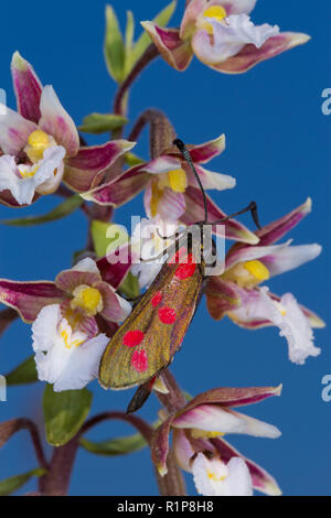 Six-spot Burnet Motte (Zygaena Filipendulae) Erwachsenen an blühenden Marsh (helleborine Epipactis palustris). Tywyn Aberffraw, Anglesey, Wales. Juli. Stockfoto