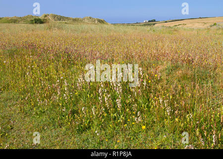 Bewachsenen Sanddüne und Dune Durchhang Lebensraum mit blühenden Marsh Helleborines (Epipactis palustris) und andere widflowers. Tywyn Aberffraw, Anglesey, W Stockfoto