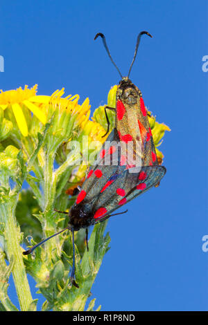 Six-spot Burnet Motte (Zygaena Filipendulae) erwachsenen Paar Paaren auf Common Ragwort (Maculata vulgaris) Blumen. Tywyn Aberffraw, Anglesey, Wales. Juli. Stockfoto