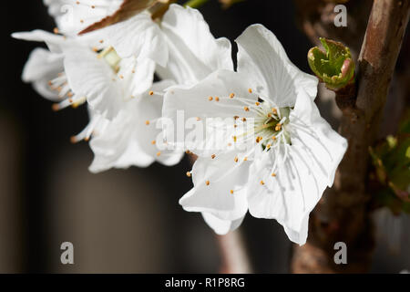 Stella Kirsche, Prunus avium, blossom Close up in der Frühlingssonne. Stockfoto
