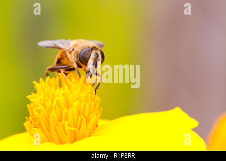 Gemeinsame Drohne Fliegen (Eristalis Tenax) erwachsenen weiblichen Fütterung auf eine Ringelblume Blume in einem Garten. Powys, Wales. Juli. Stockfoto