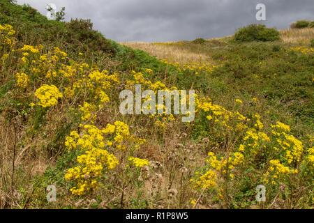 Common Ragwort (Maculata vulgaris) Blühende auf einem Hügel. Powys, Wales. Juli. Stockfoto