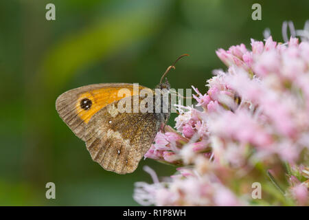 Gatekeeper Schmetterling (pyronia Tithonus) erwachsenen männlichen Fütterung auf Hanf - agrimony (Eupatorium cannabinum) Blumen. Ceredigion, Wales. August. Stockfoto