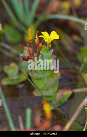 Marsh Johanniskraut (Hypericum elodes) Close-up einer Pflanze Blüte in einer Hochebene Moor. Powys, Wales. August. Stockfoto