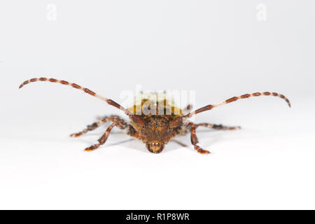 Mehr Thorn - gespitzt Longhorn (Pogonochreus hispidulus) erwachsenen Käfer auf einem weißen Hintergrund. Powys, Wales. August Stockfoto