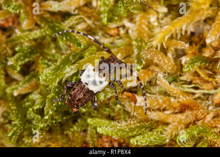 Mehr Thorn - gespitzt Longhorn (Pogonochreus hispidulus) erwachsenen Käfer auf Moss. Powys, Wales. August Stockfoto