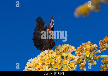 Peacock (Nymphalis io) erwachsene Schmetterling Fütterung auf Buddleja weyeriana × in einem Garten. Powys, Wales. August. Stockfoto