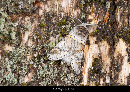 Gelbliche Kätzchen (furcula Furcula) erwachsenen Motten ruht auf totem Holz. Powys, Wales. August. Stockfoto