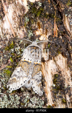 Gelbliche Kätzchen (furcula Furcula) erwachsenen Motten ruht auf totem Holz. Powys, Wales. August. Stockfoto