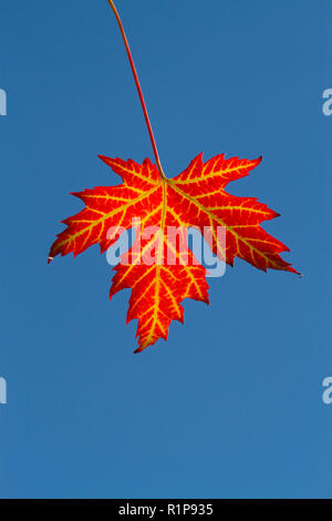 Silber Ahorn (Acer saccharinum) Einflügelig eines Garten Baum auf einem Zweig im Herbst. Powys, Wales. September. Stockfoto