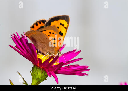 Kleine Kupfer (Lycaena phlaeus) erwachsene Schmetterling Fütterung auf Michealmas Daisy Blumen in einem Garten. Powys, Wales. September. Stockfoto