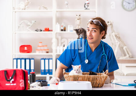 Tierarzt Arzt Kätzchen Prüfung in Animal Hospital Stockfoto