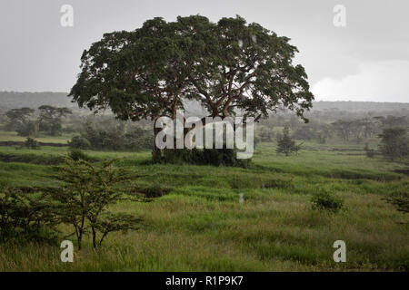 Schwere Regen fällt bei der Mara Naboisho Conservancy im Südwesten von Kenia, 2. Mai 2018. Stockfoto