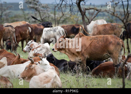 Kühe sind auf dem Bild Mara Naboisho Conservancy im Südwesten von Kenia, 1. Mai 2018. Stockfoto