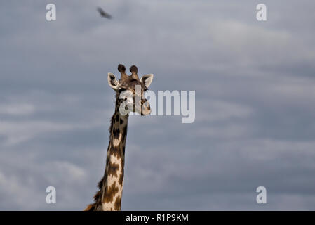 GiraffeA Giraffe am Mara Naboisho Conservancy im Südwesten von Kenia, 1. Mai 2018. Stockfoto