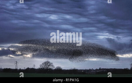 Eine murmuration von Staren in der Nähe von Gretna Green, im Süden von Schottland. Stockfoto