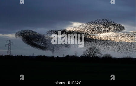 Eine murmuration von Staren in der Nähe von Gretna Green, im Süden von Schottland. Stockfoto