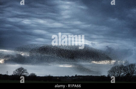 Eine murmuration von Staren in der Nähe von Gretna Green, im Süden von Schottland. Stockfoto