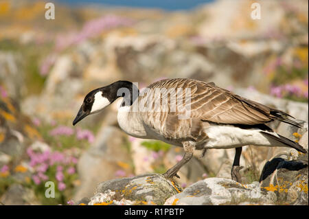 Die kanadagans (Branta canadensis) ist eine große, wilde Gans Arten mit einem schwarzen Kopf und Hals, weißen Wangen, weiß unter seinem Kinn, und einem braunen Körper. N Stockfoto