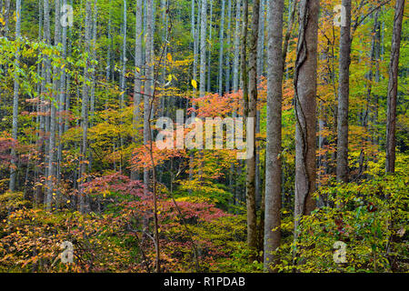 Herbst Laub im Wald Unterwuchs auf der Newfound Gap Road, Great Smoky Mountains National Park, Tennessee, USA Stockfoto