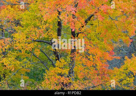 Herbst Laub auf den Blue Ridge Parkway, Blue Ridge Parkway, North Carolina, USA Stockfoto